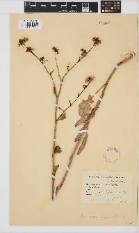 Image of Brassica nigra