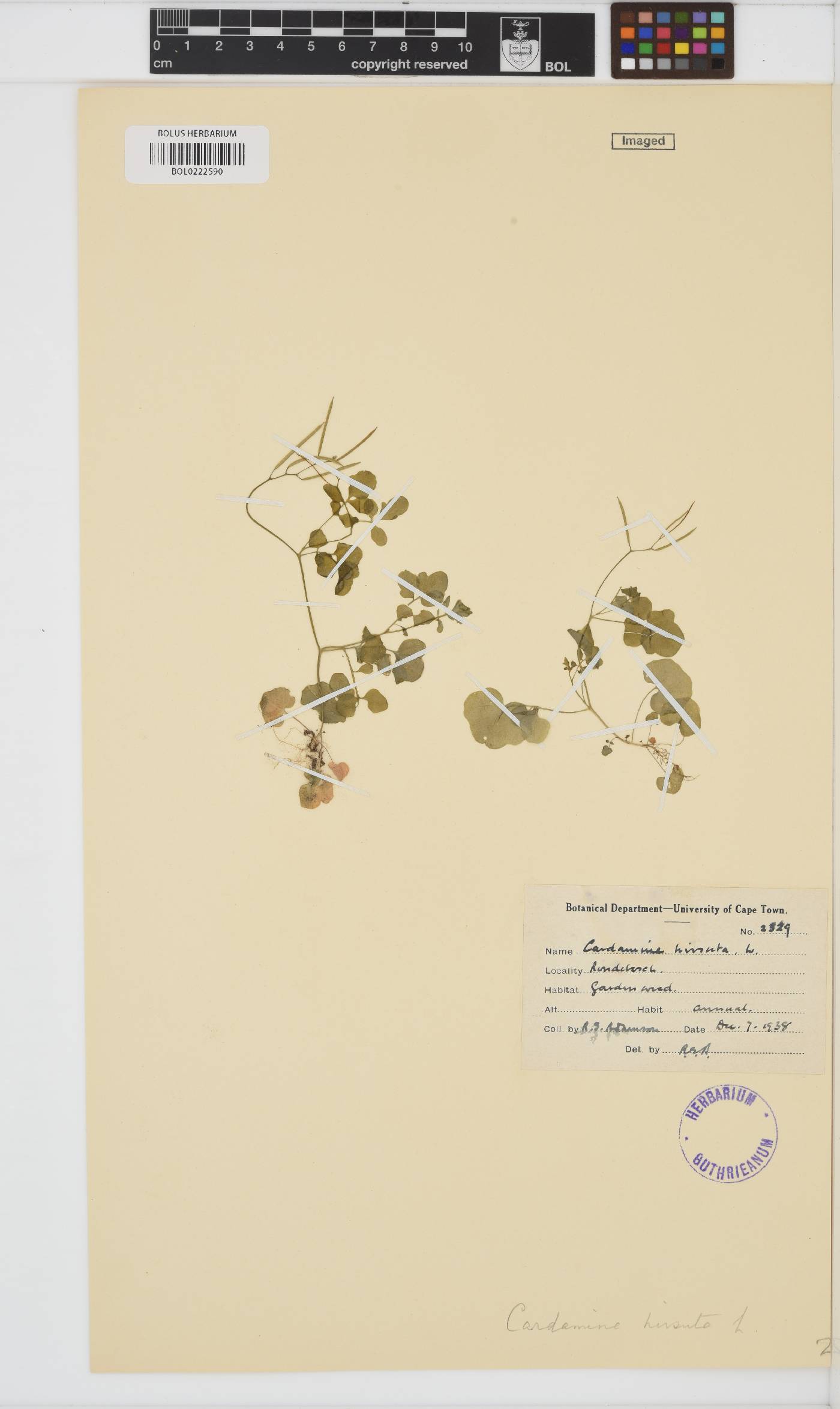 Cardamine hirsuta image