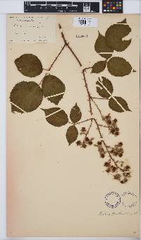 Image of Rubus fruticosus
