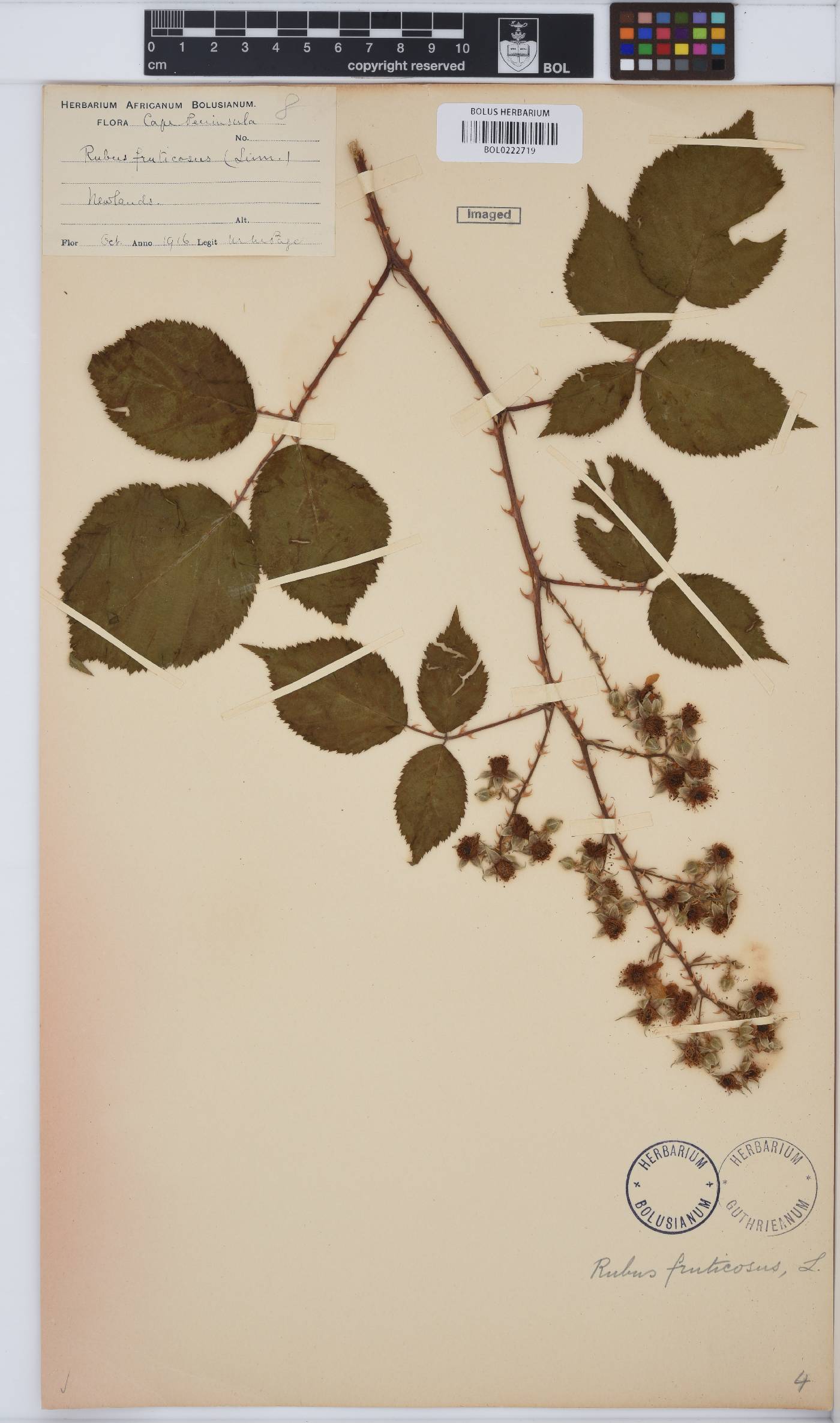 Rubus fruticosus image