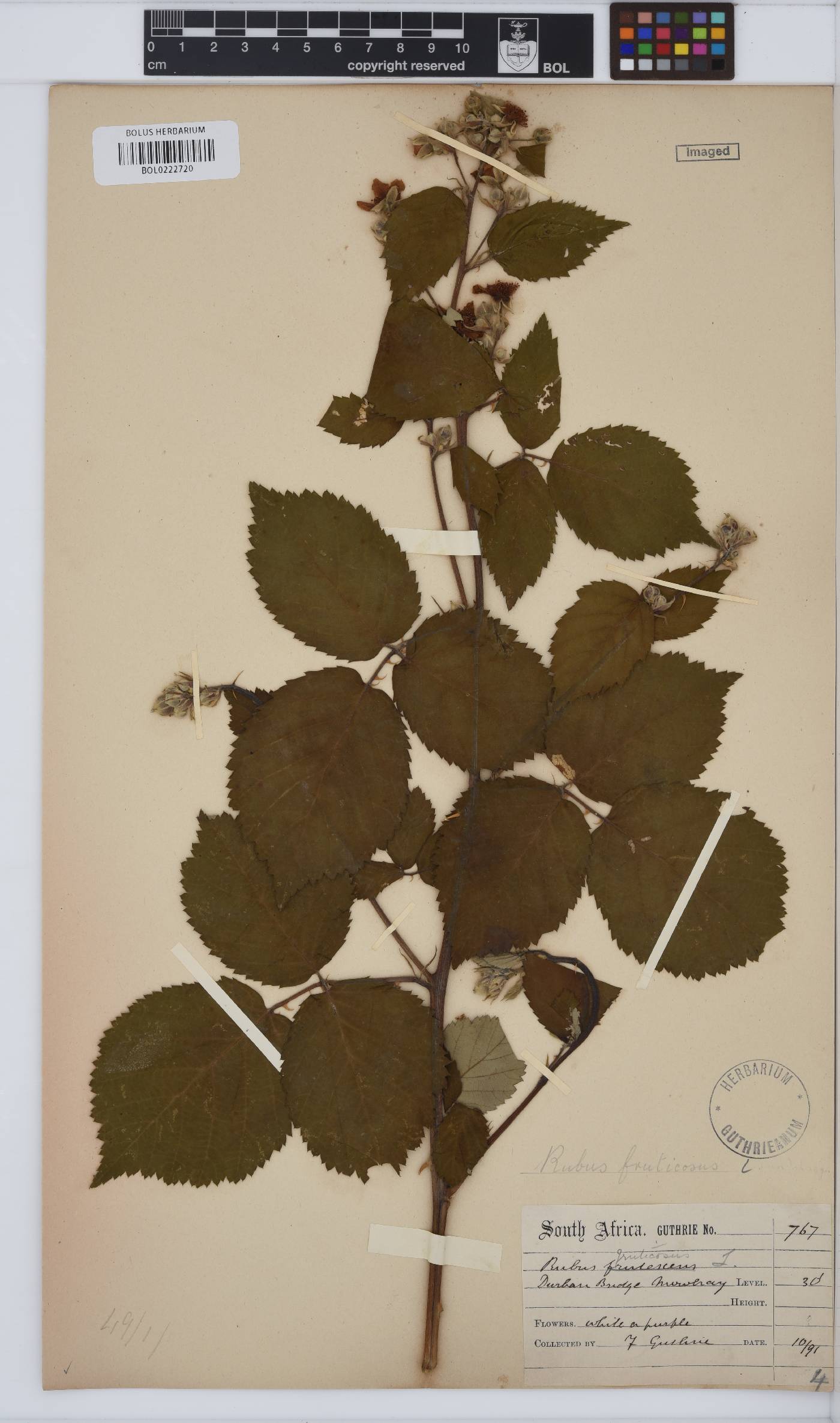 Rubus fruticosus image