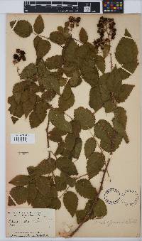 Image of Rubus pinnatus