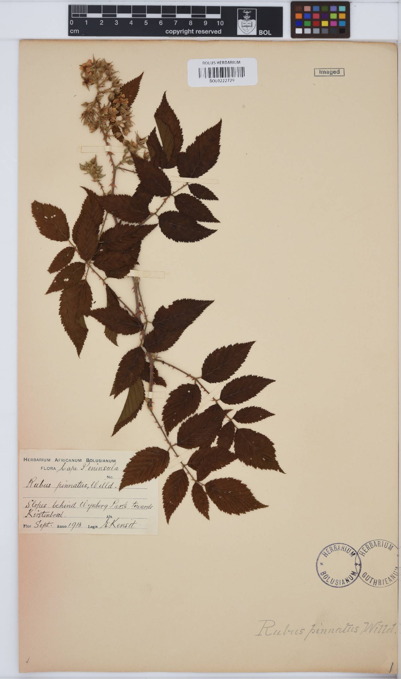 Rubus pinnatus image