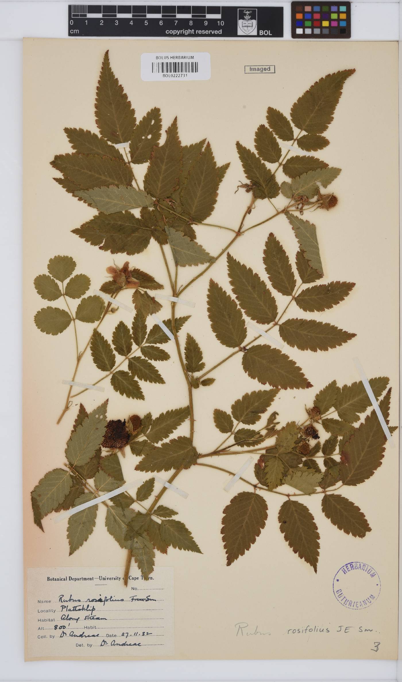 Rubus rosifolius image