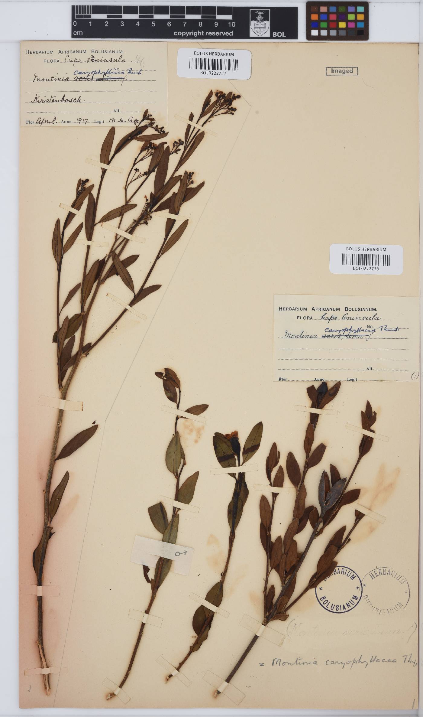 Montinia caryophyllacea image