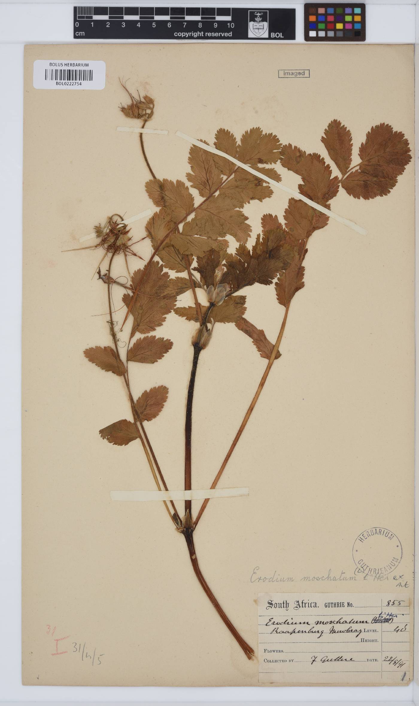 Erodium moschatum image