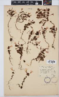 Oxalis tenuifolia image
