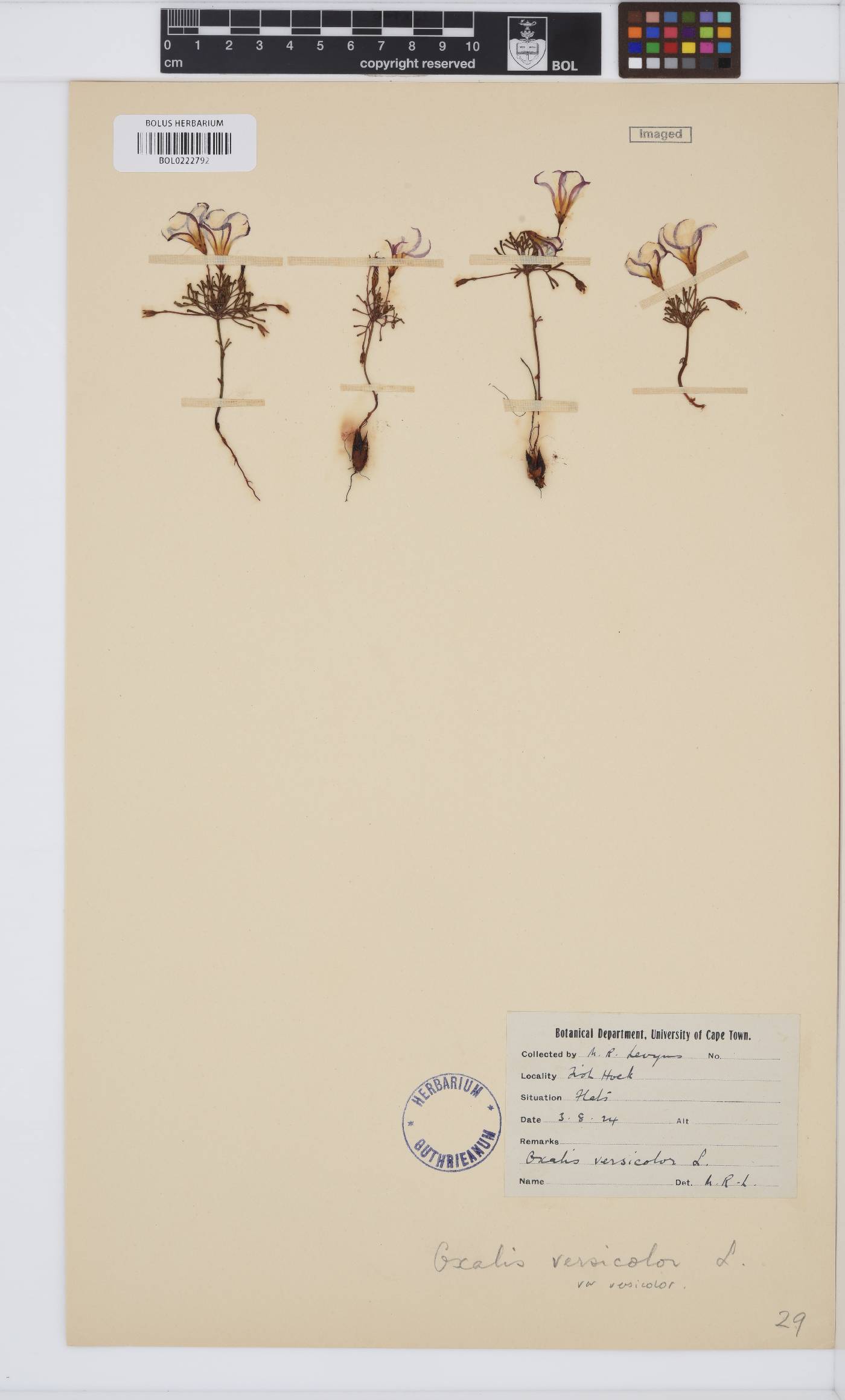 Oxalis versicolor image