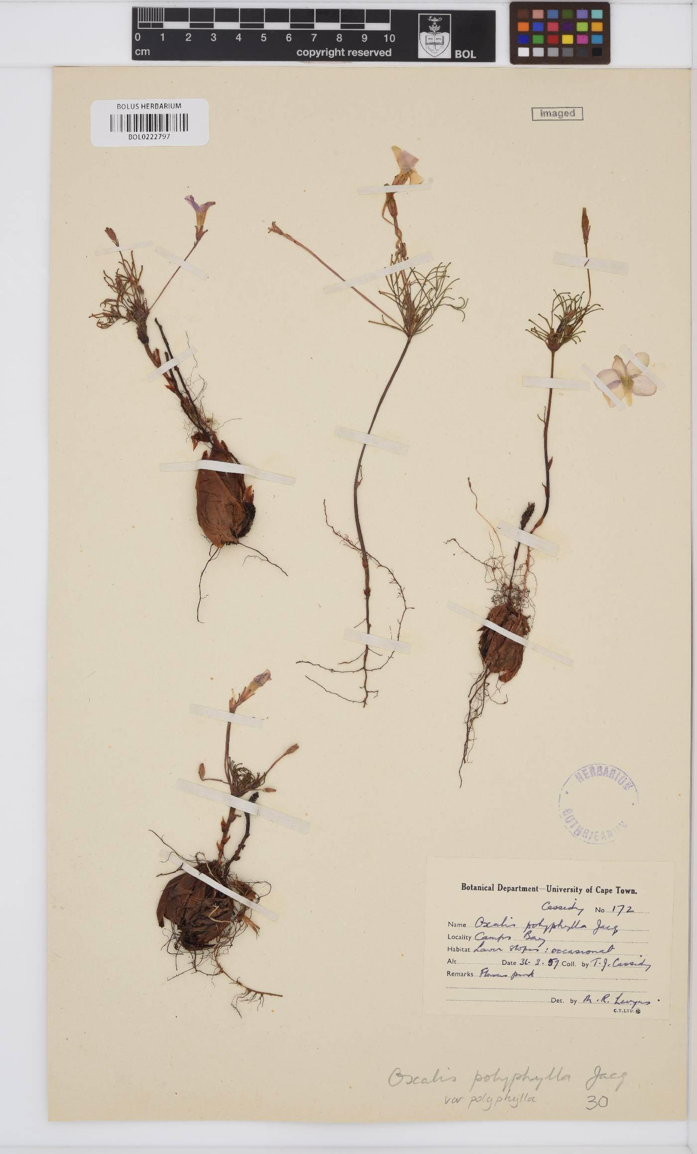 Oxalis polyphylla image