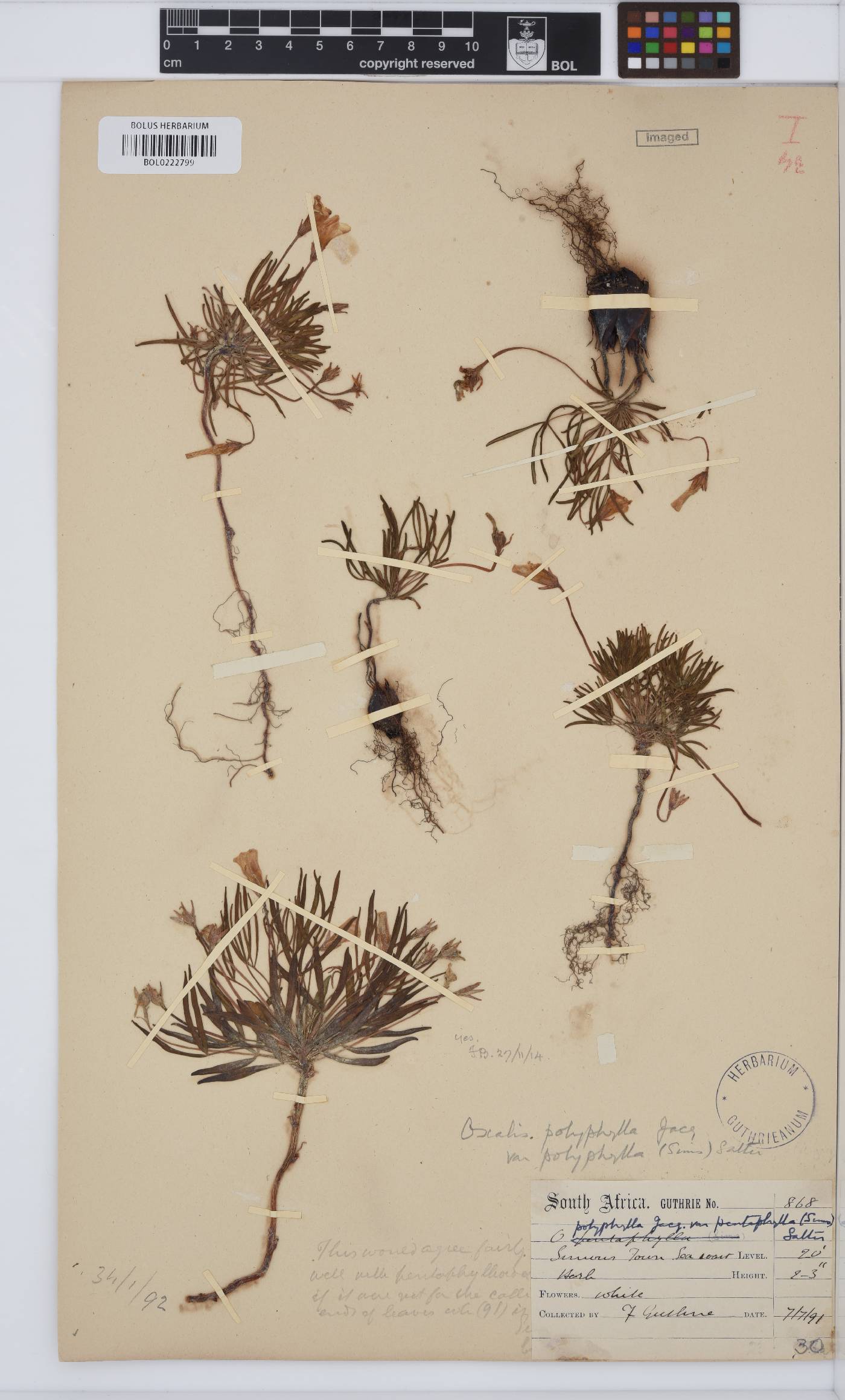 Oxalis polyphylla image