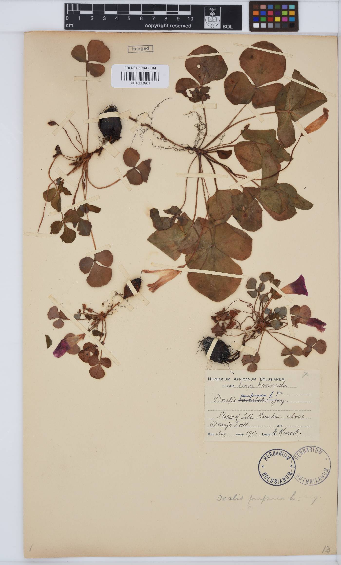 Oxalis purpurea image