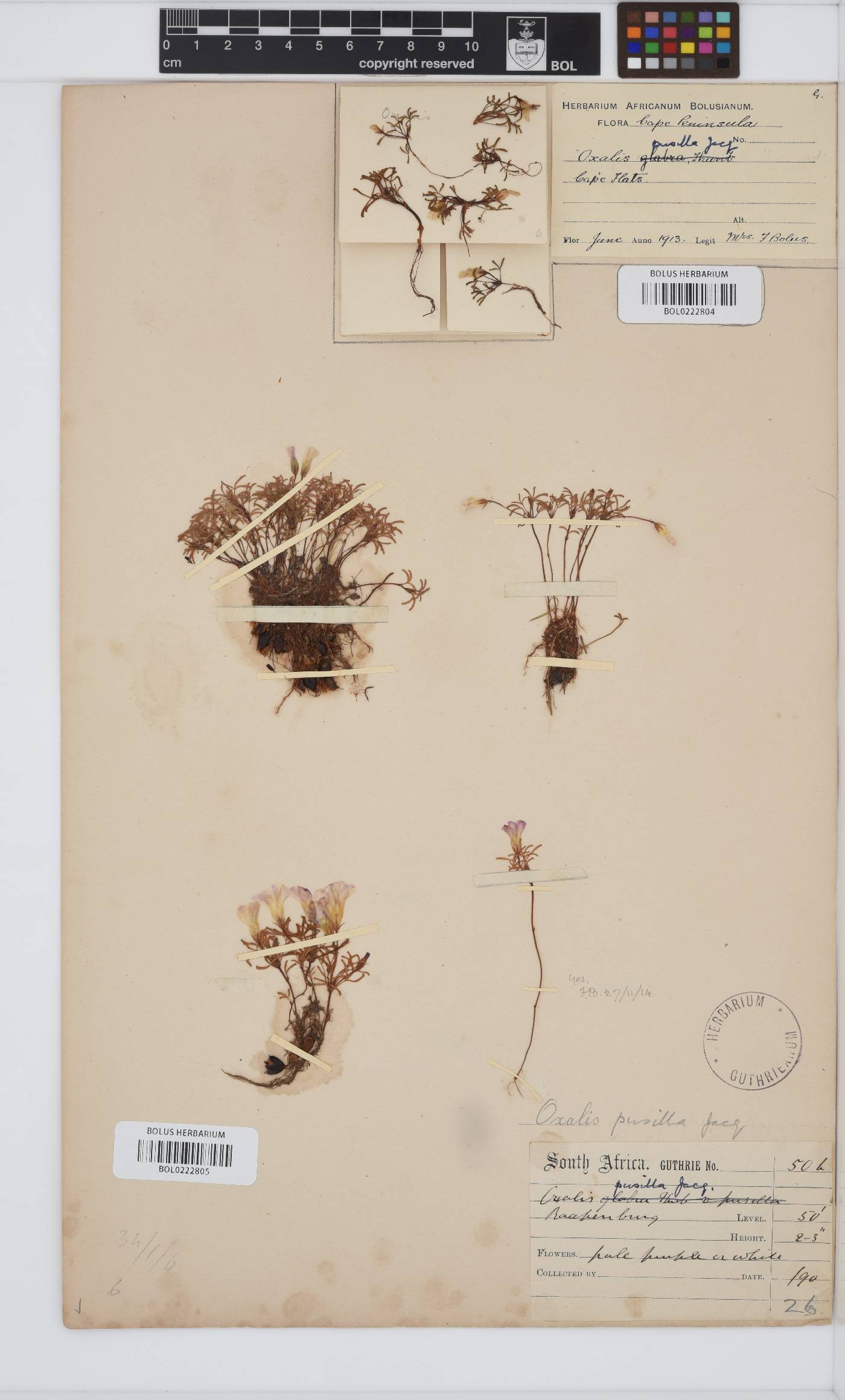 Oxalis pusilla image