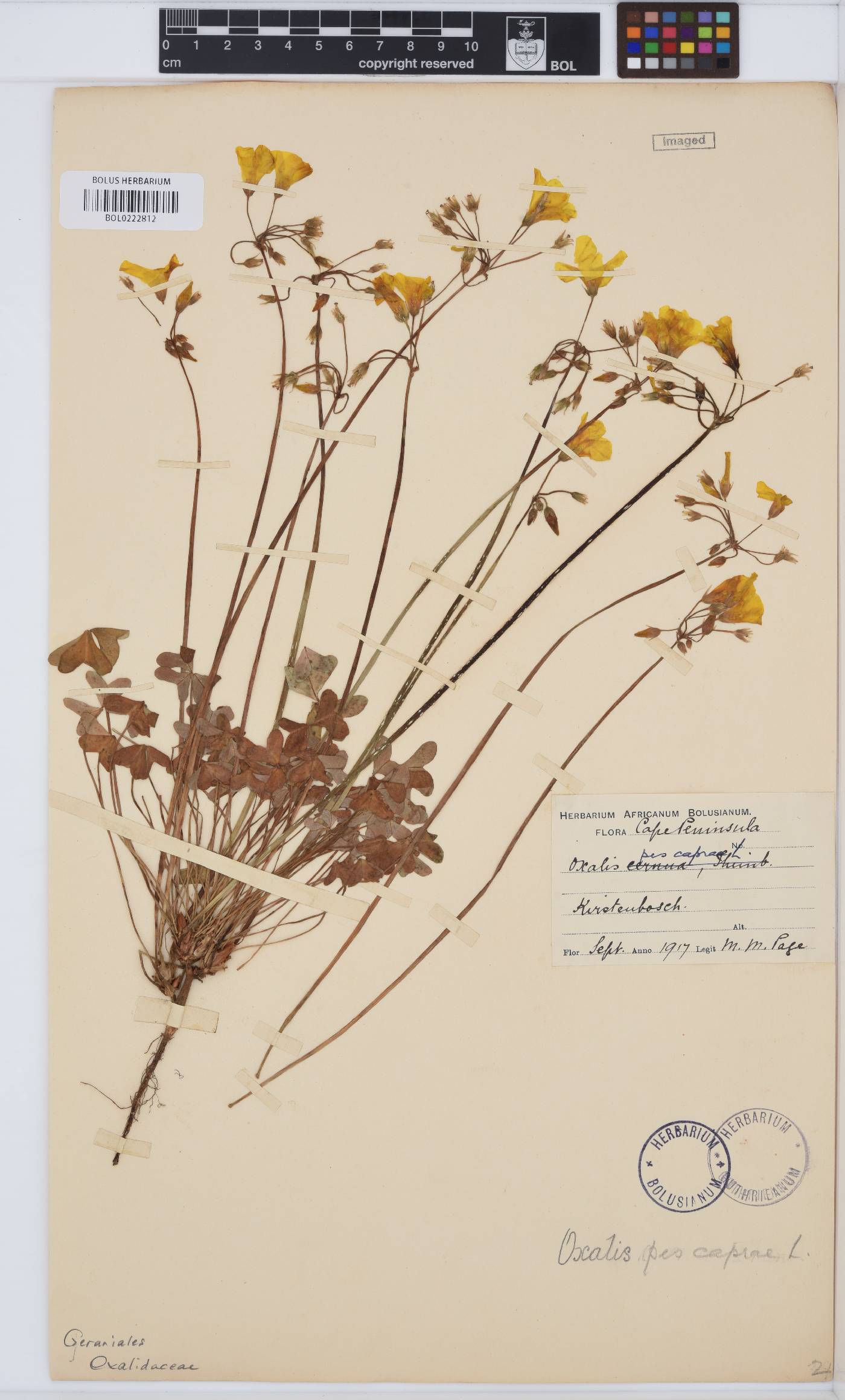 Oxalis pes-caprae var. pes-caprae image