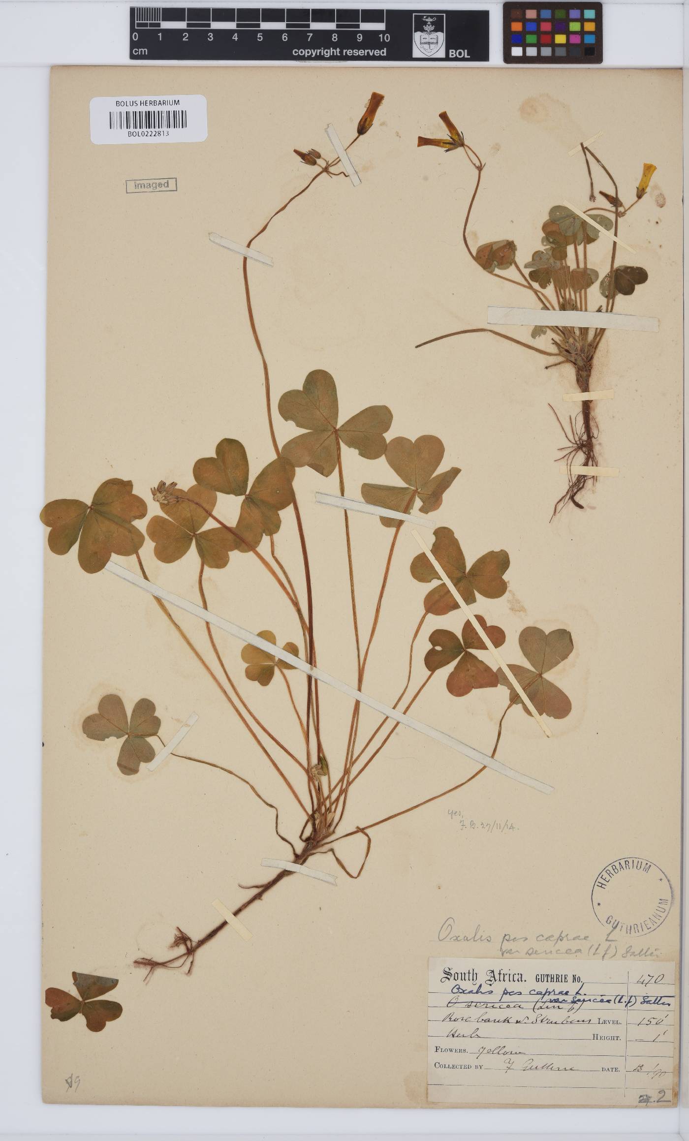 Oxalis pes-caprae image