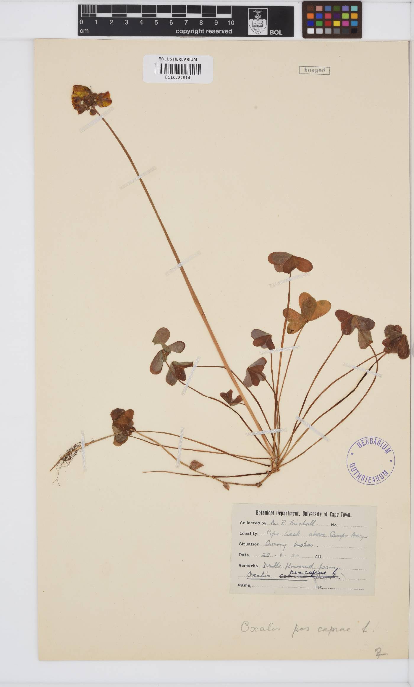 Oxalis pes-caprae image
