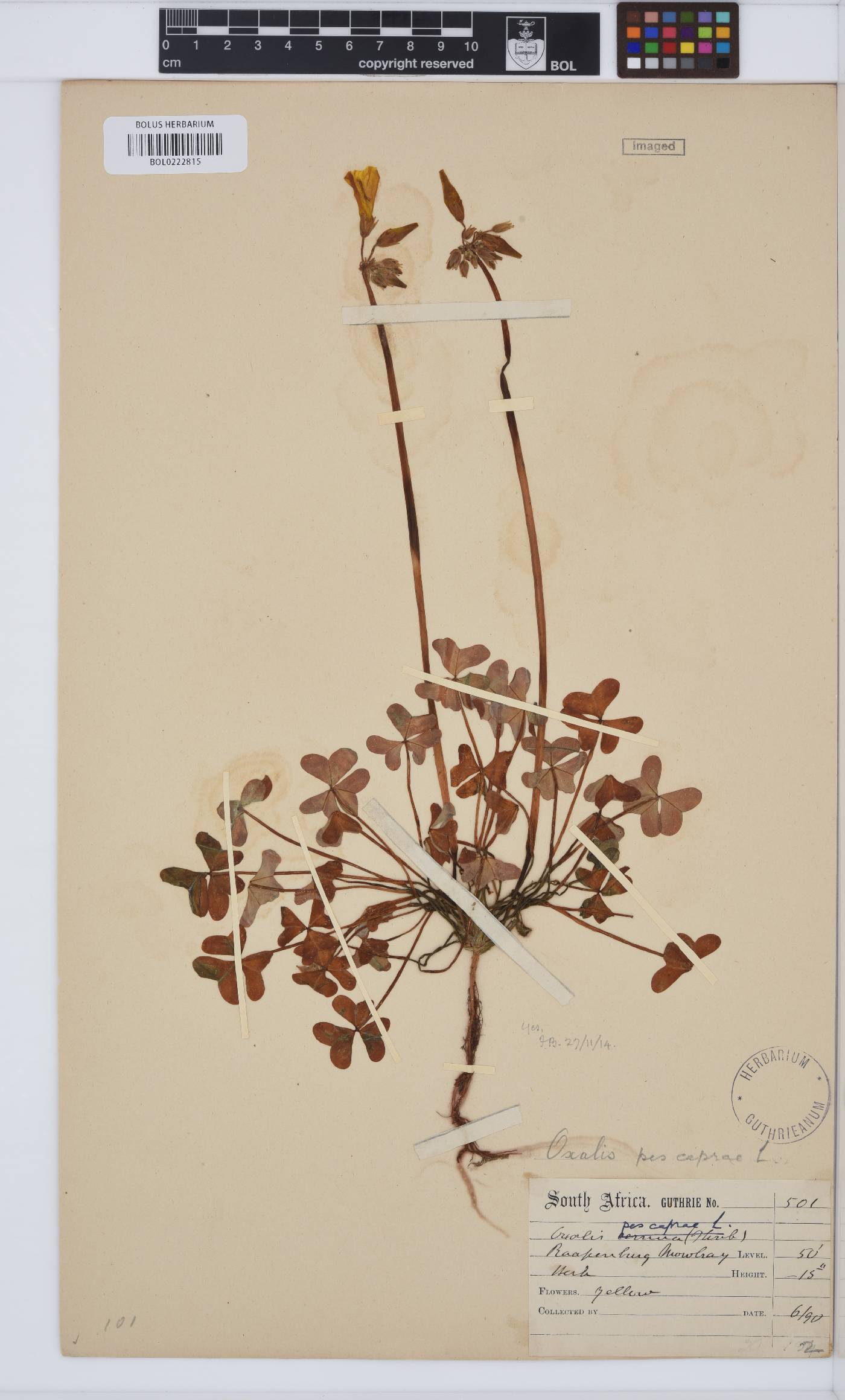Oxalis pes-caprae var. pes-caprae image
