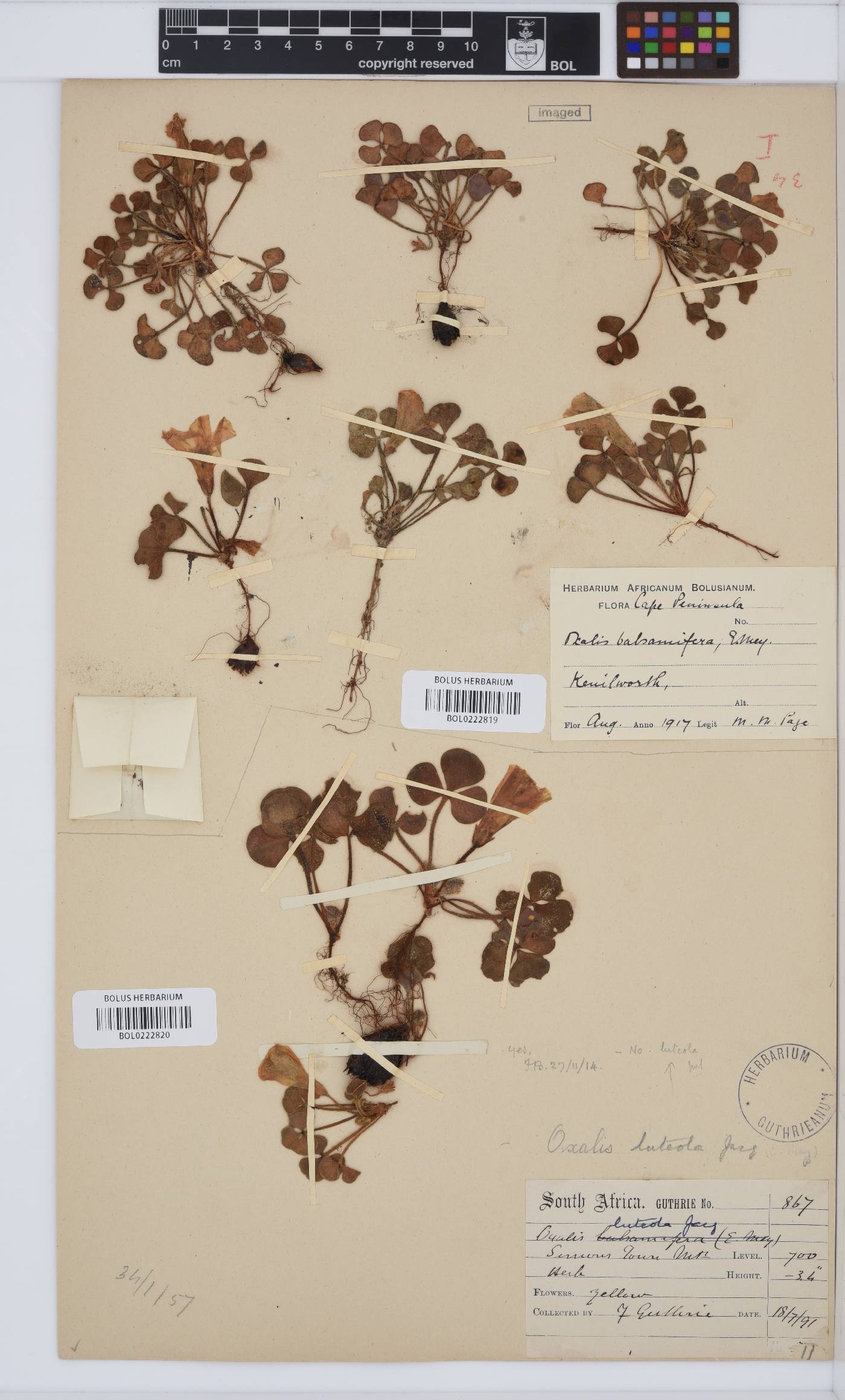 Oxalis luteola image