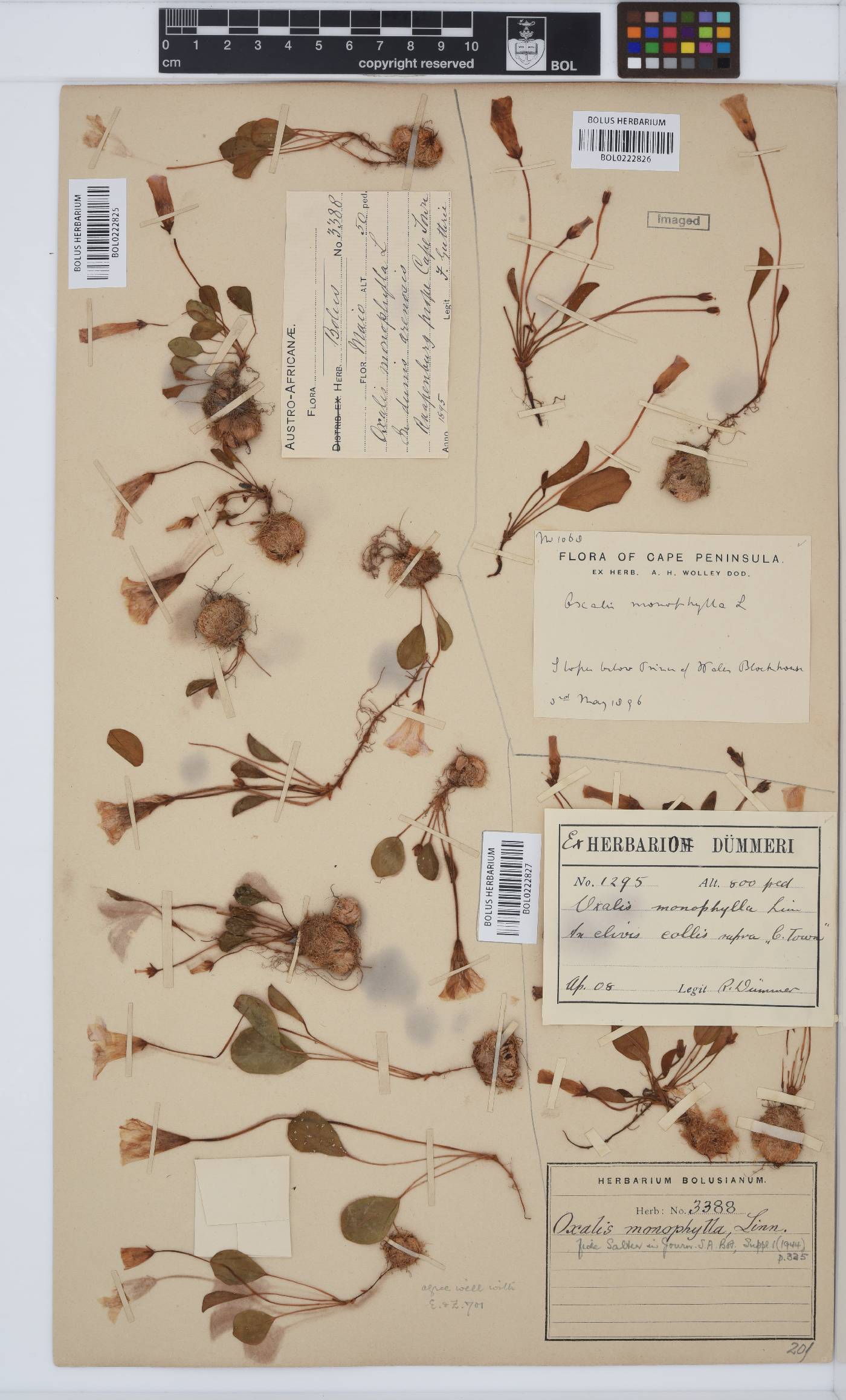 Oxalis monophylla image