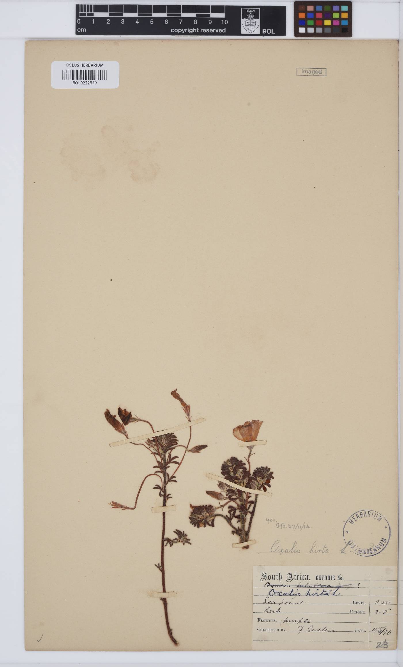 Oxalis hirta image