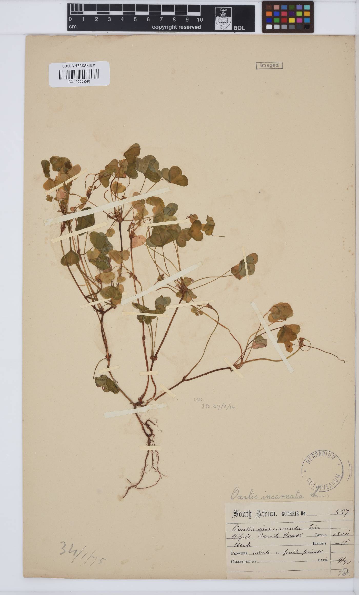 Oxalis incarnata image