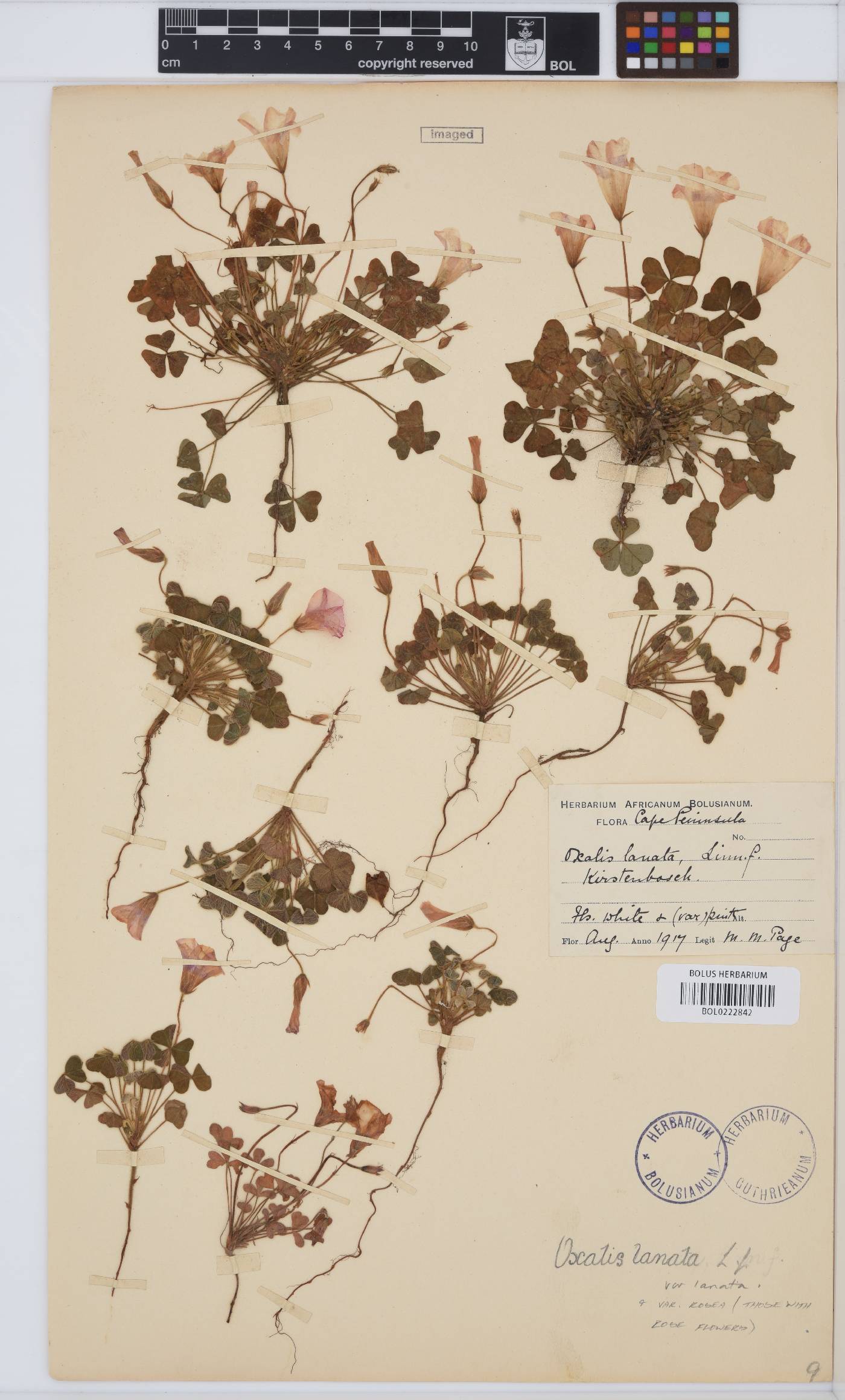 Oxalis lanata var. lanata image