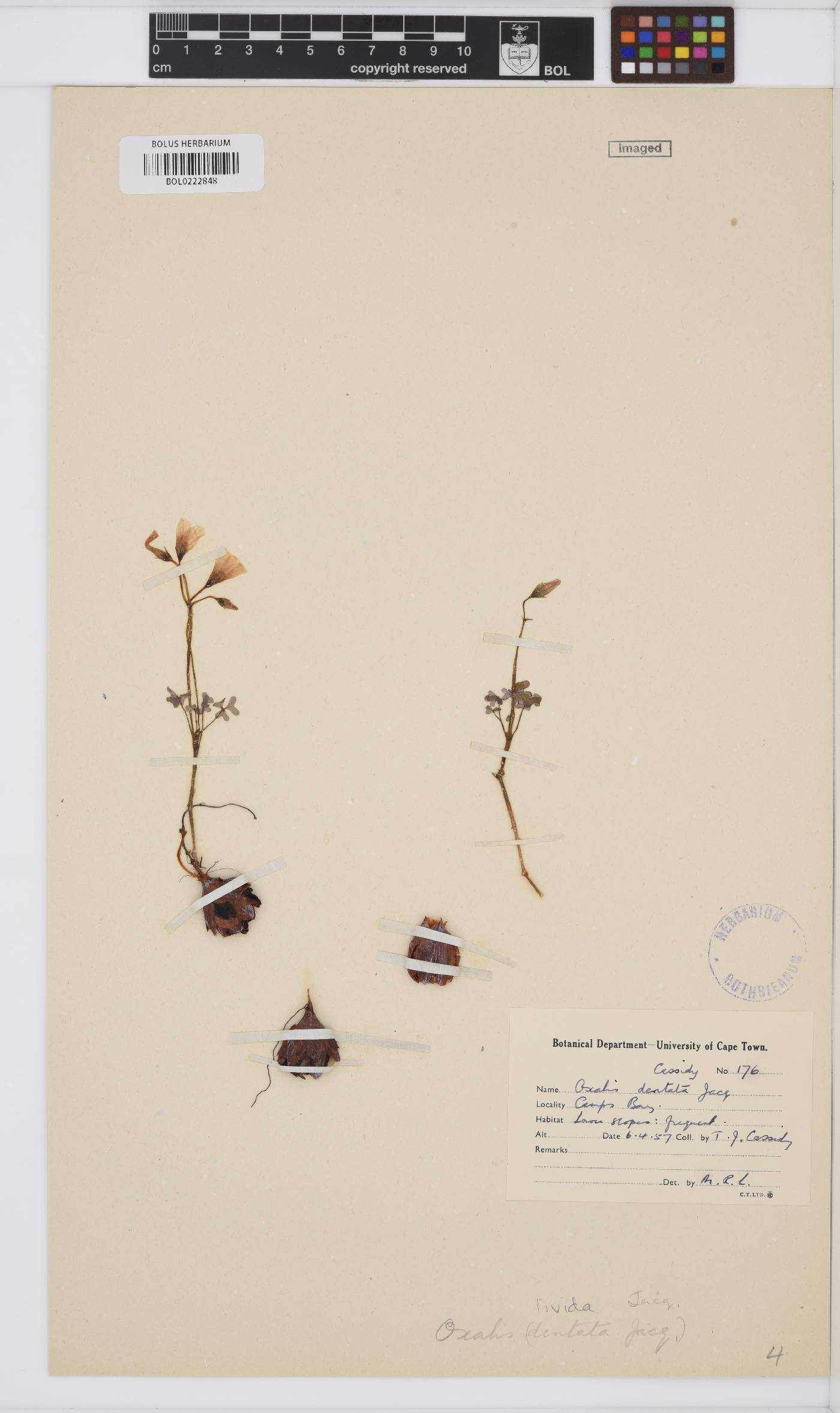 Oxalidaceae image