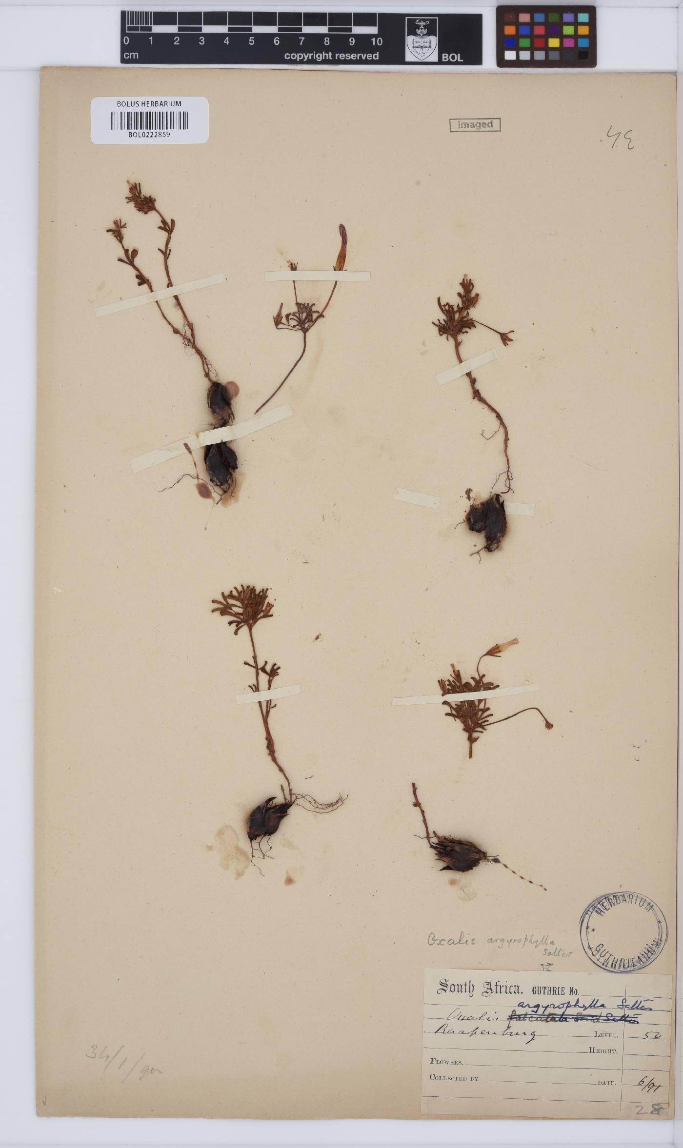 Oxalis argyrophylla image