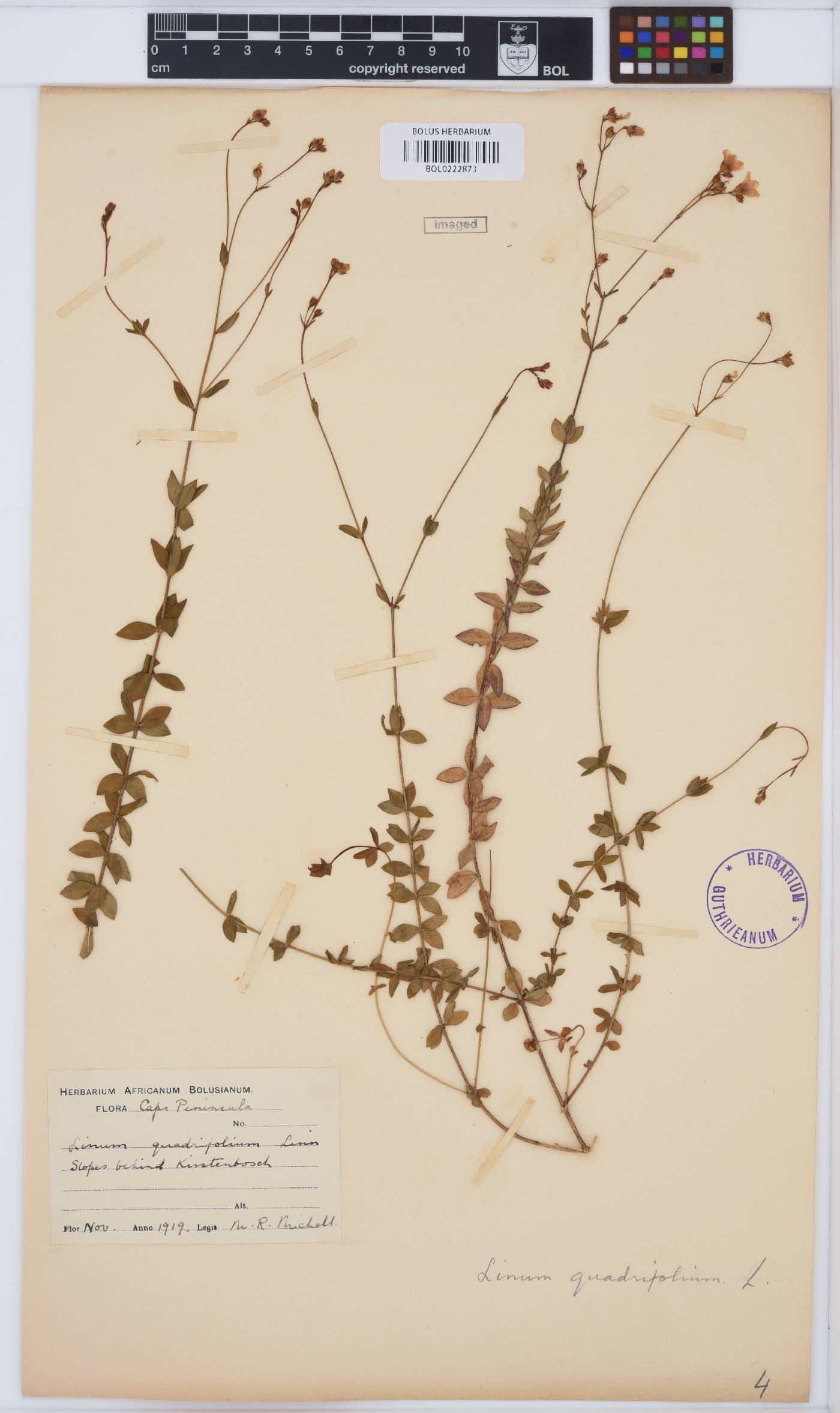 Linum quadrifolium image