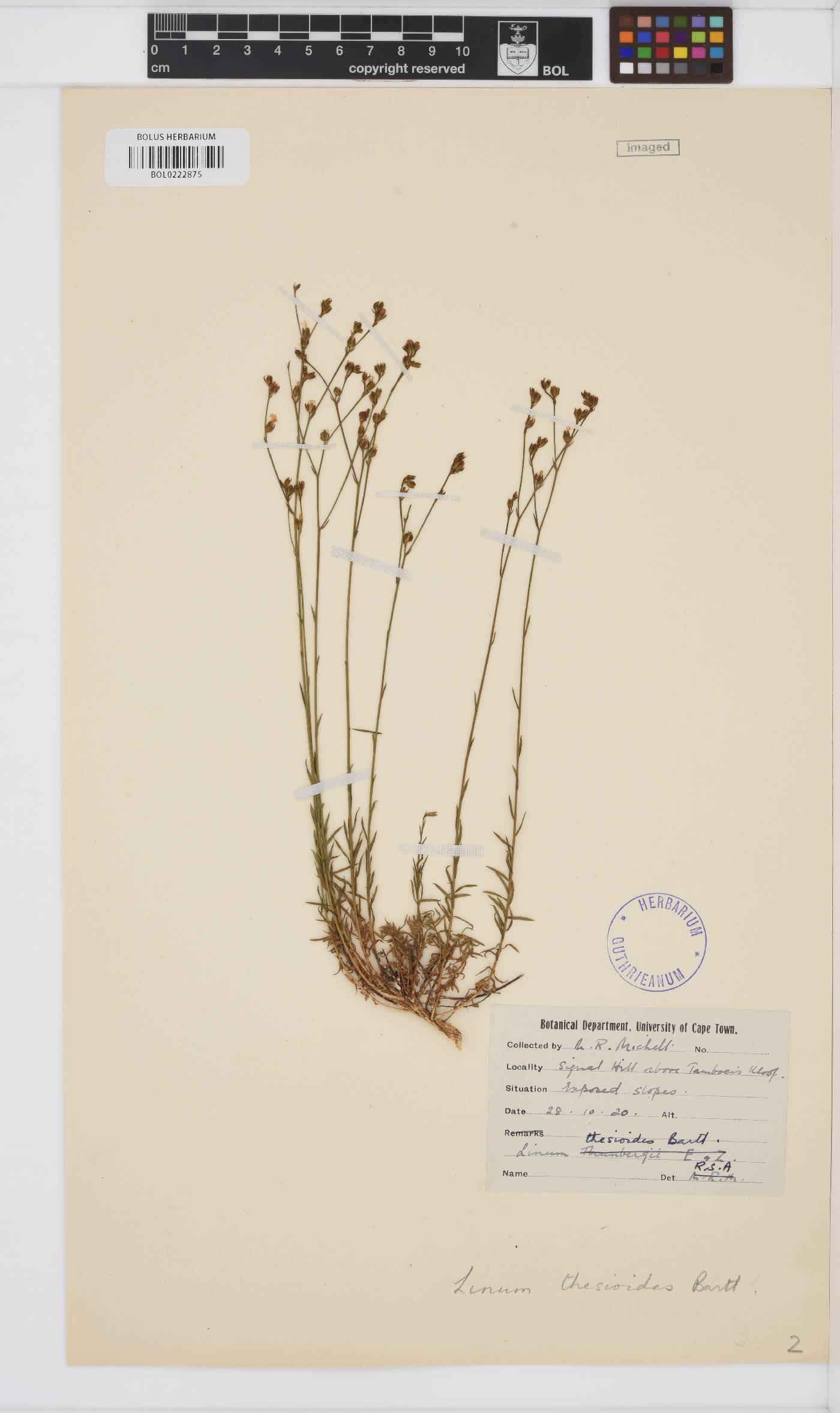 Linum thesioides image