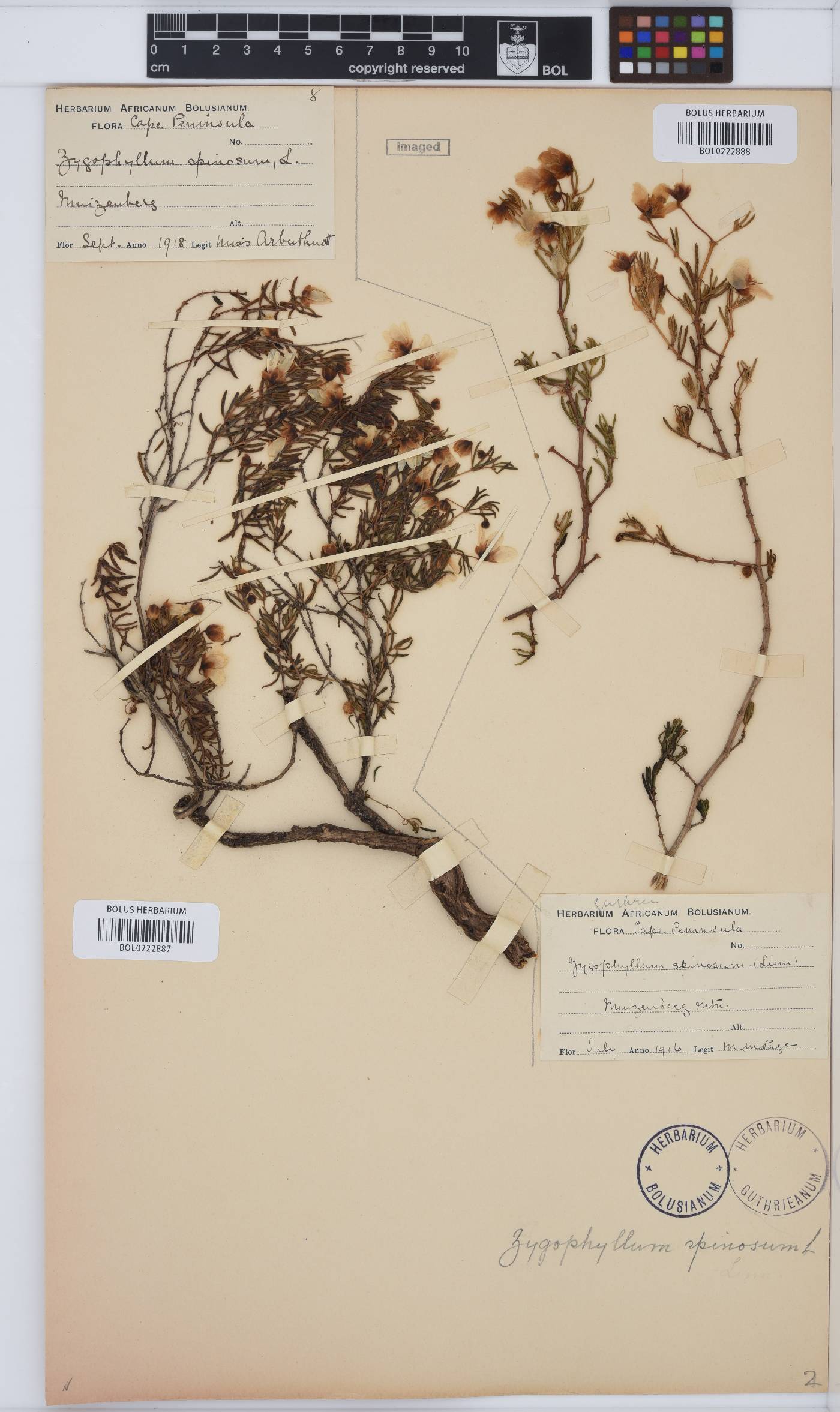 Roepera spinosa image