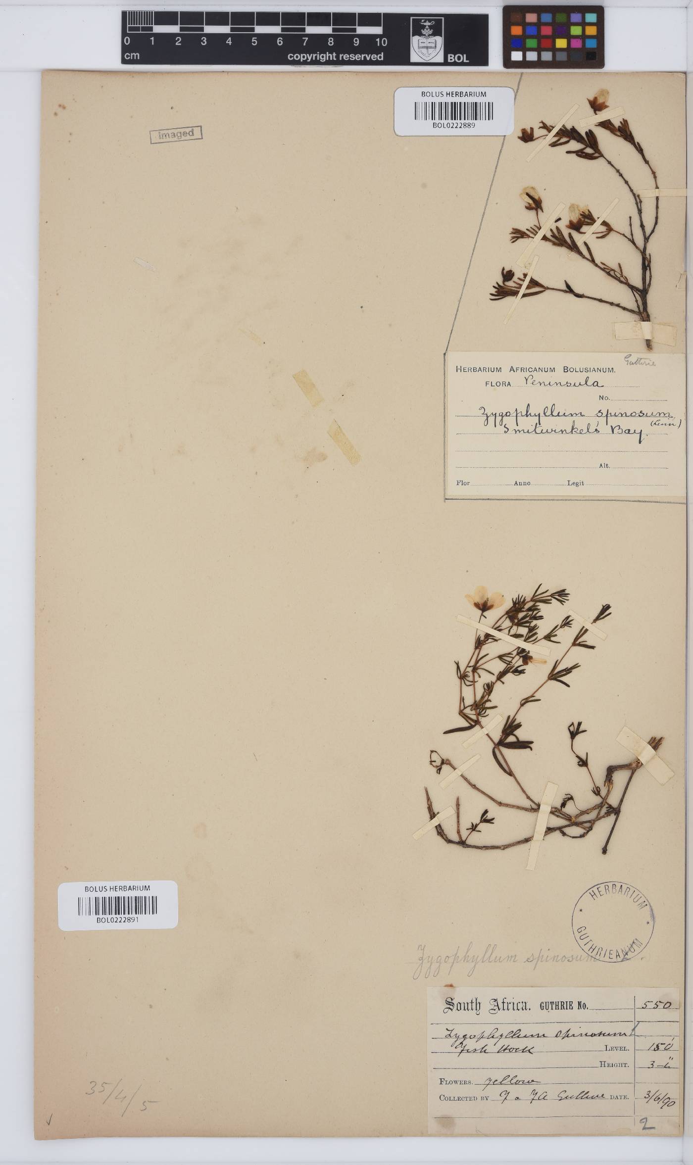 Zygophyllaceae image