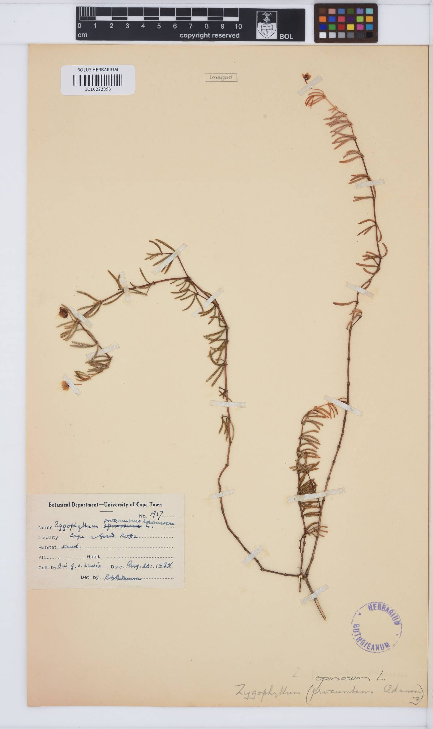 Roepera spinosa image