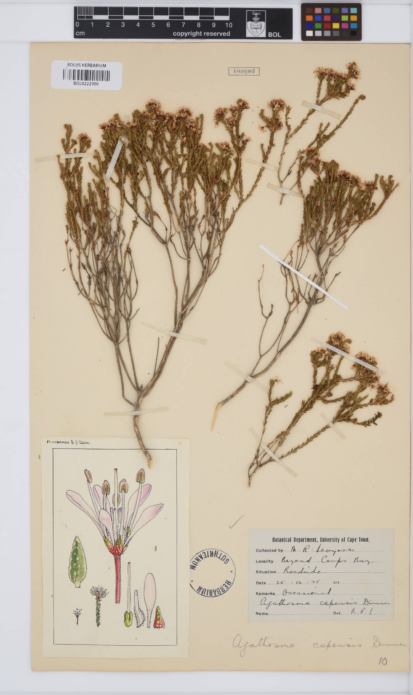 Agathosma capensis image