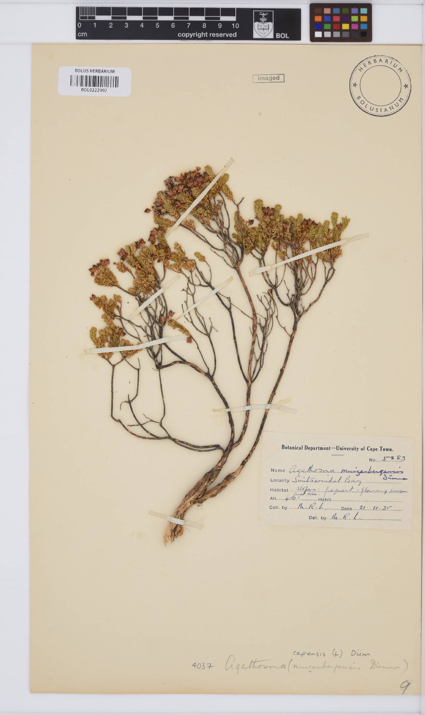 Agathosma capensis image