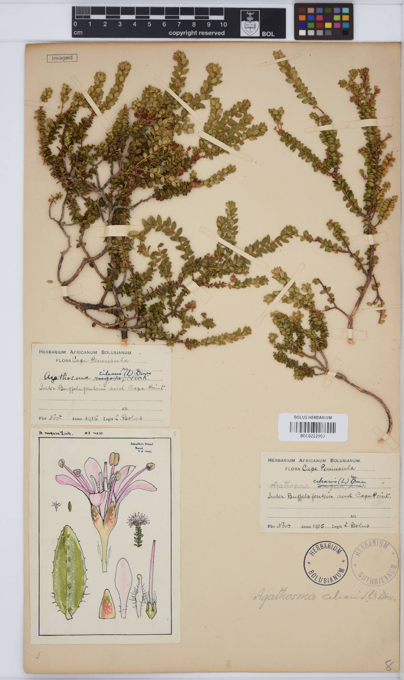 Agathosma ciliaris image