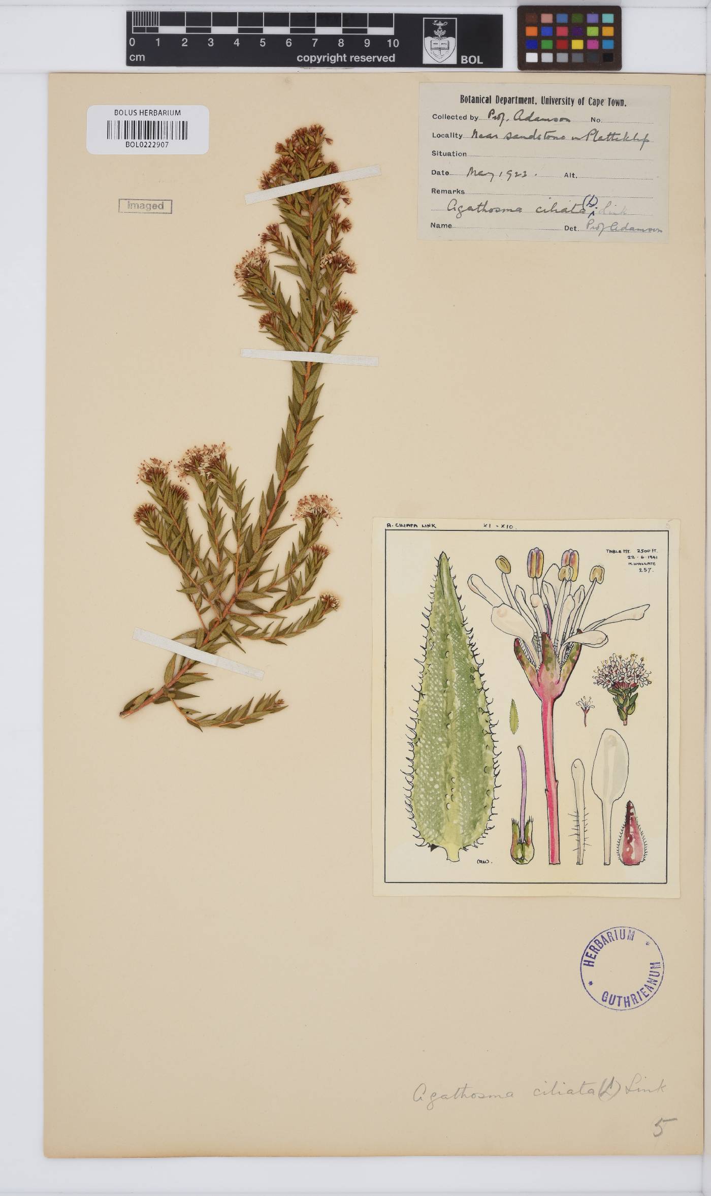 Agathosma ciliata image