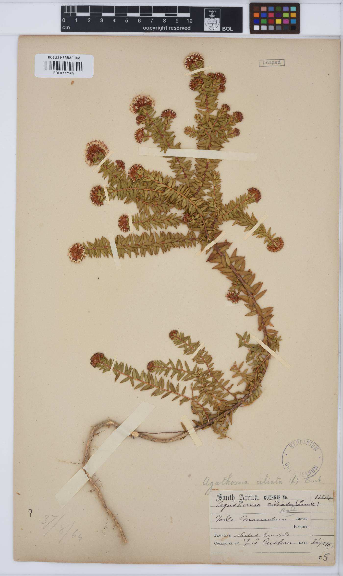 Agathosma ciliata image