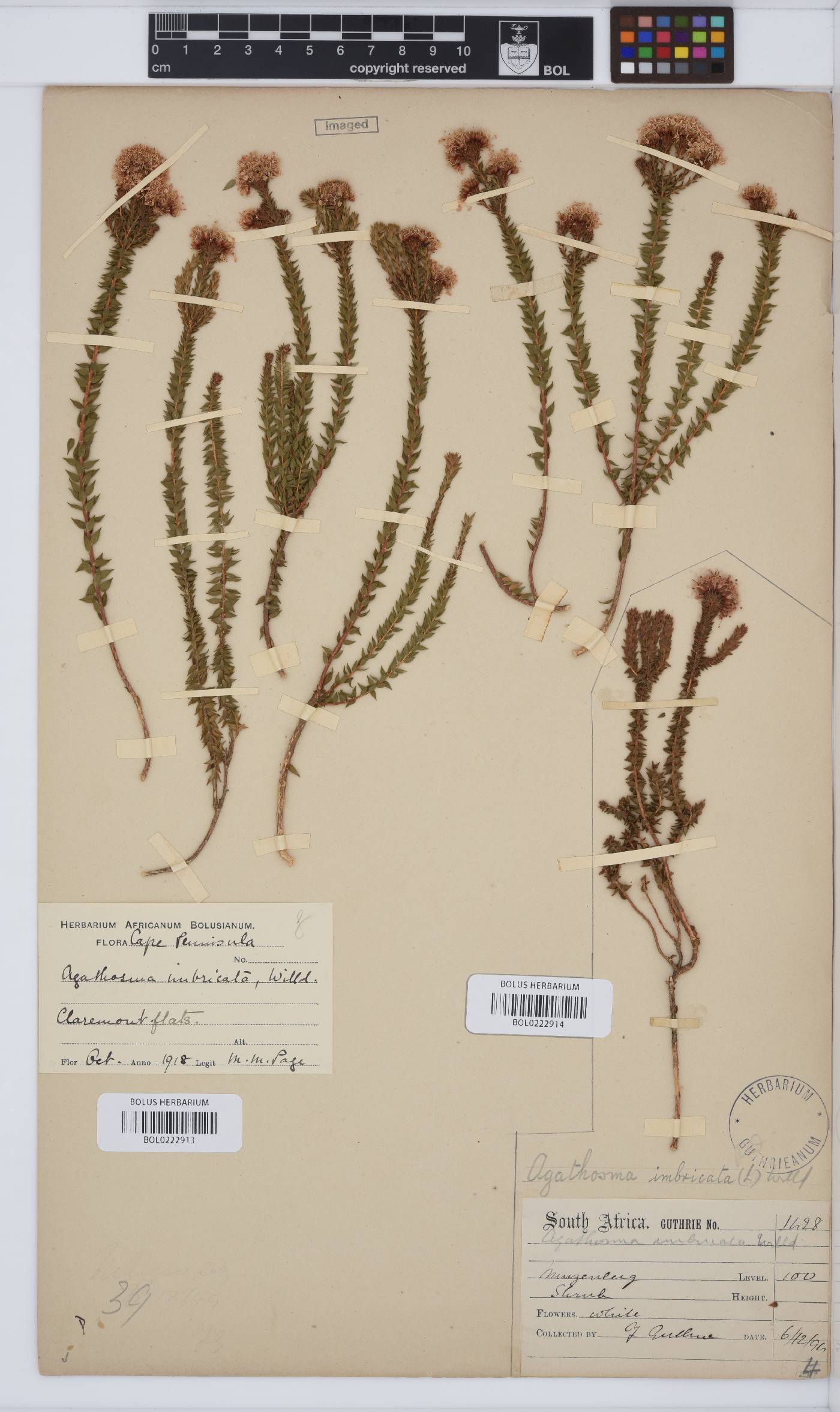 Agathosma imbricata image