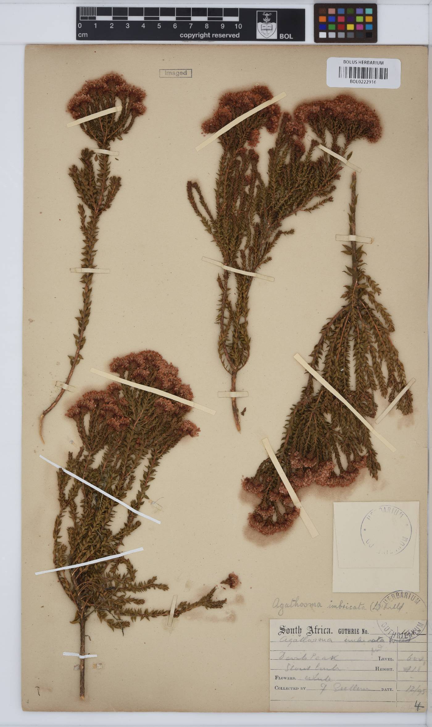 Agathosma imbricata image