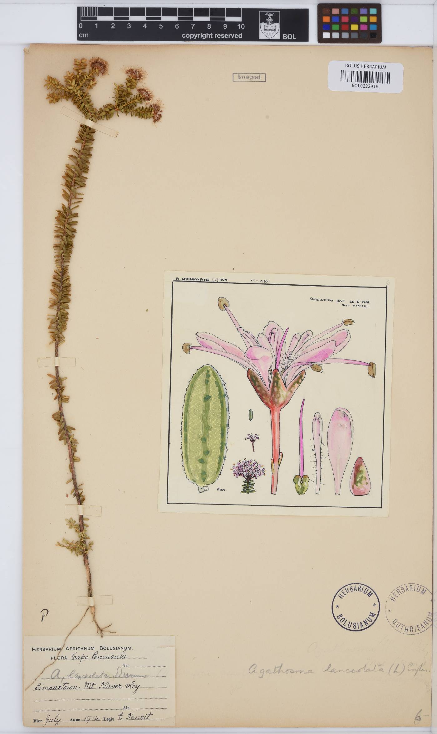 Agathosma lanceolata image