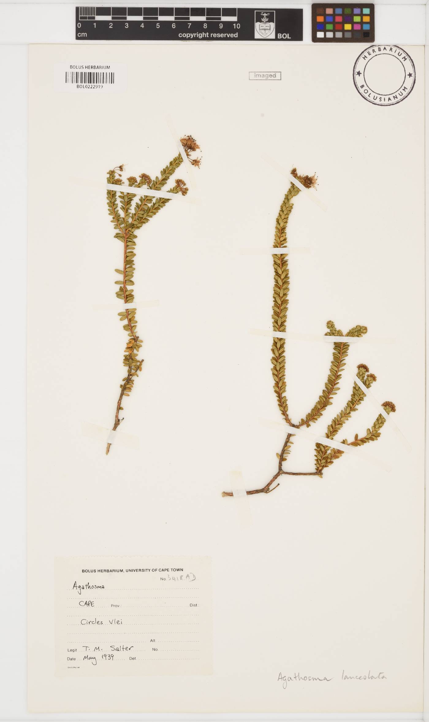 Rutaceae image