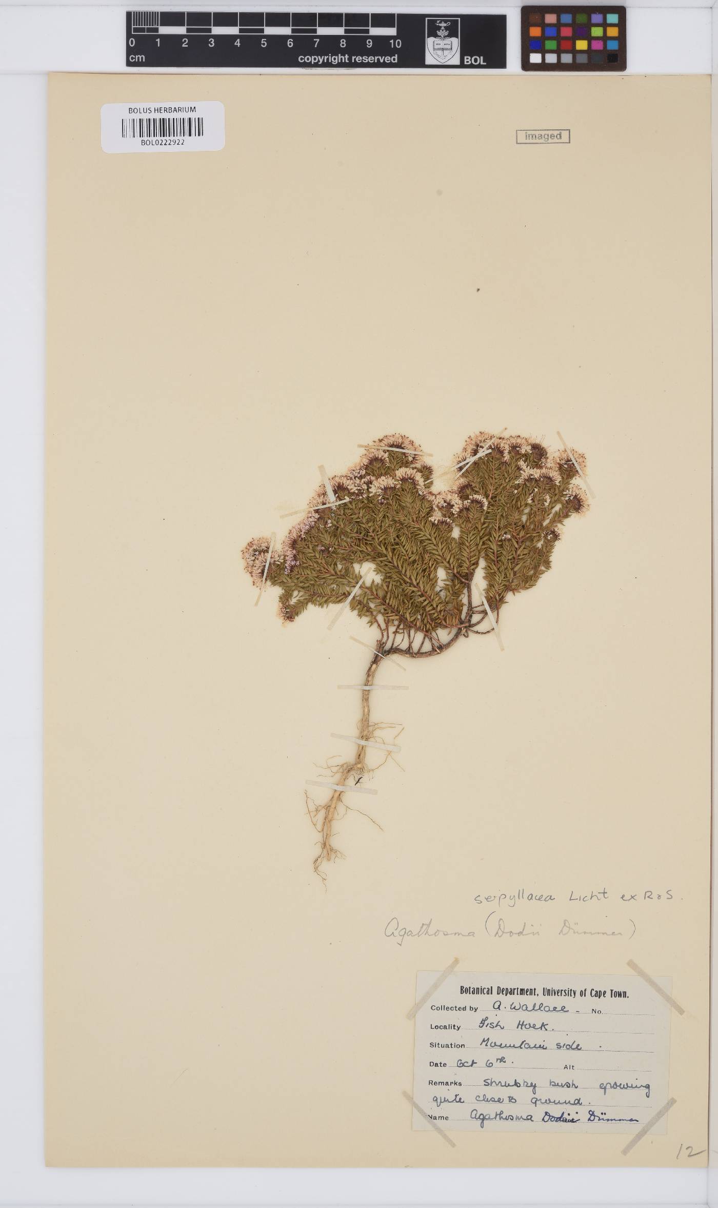 Agathosma serpyllacea image