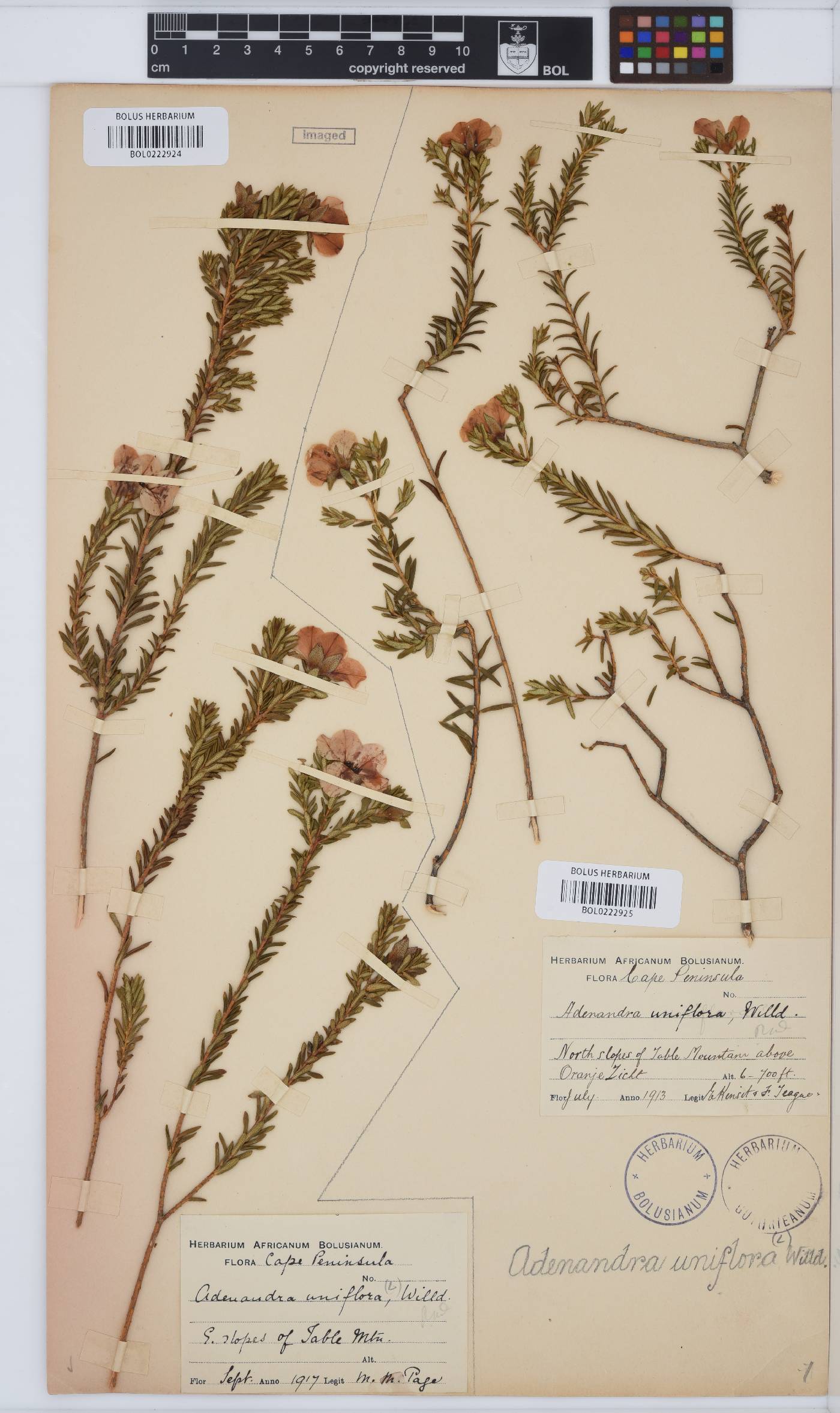 Adenandra image