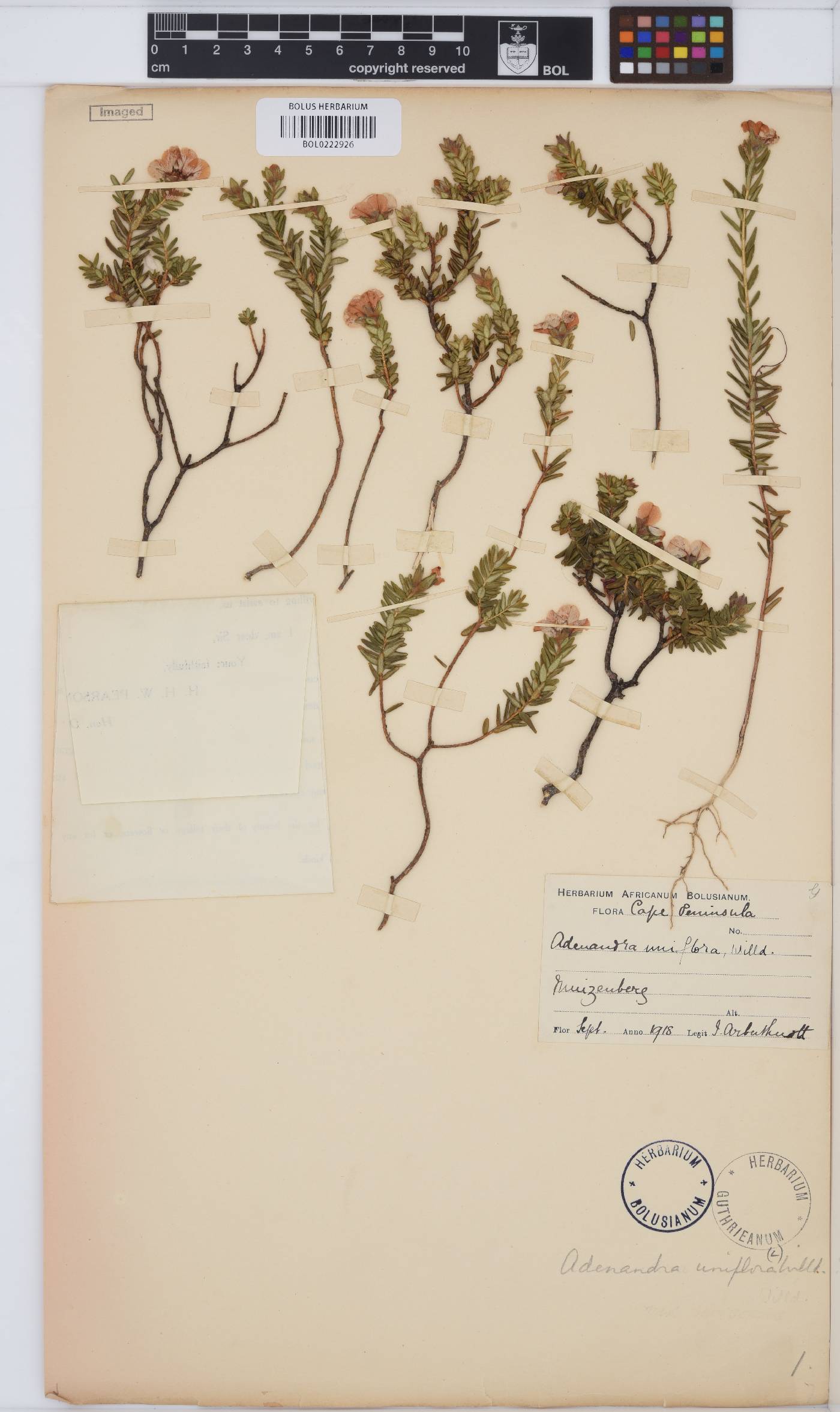 Adenandra uniflora image