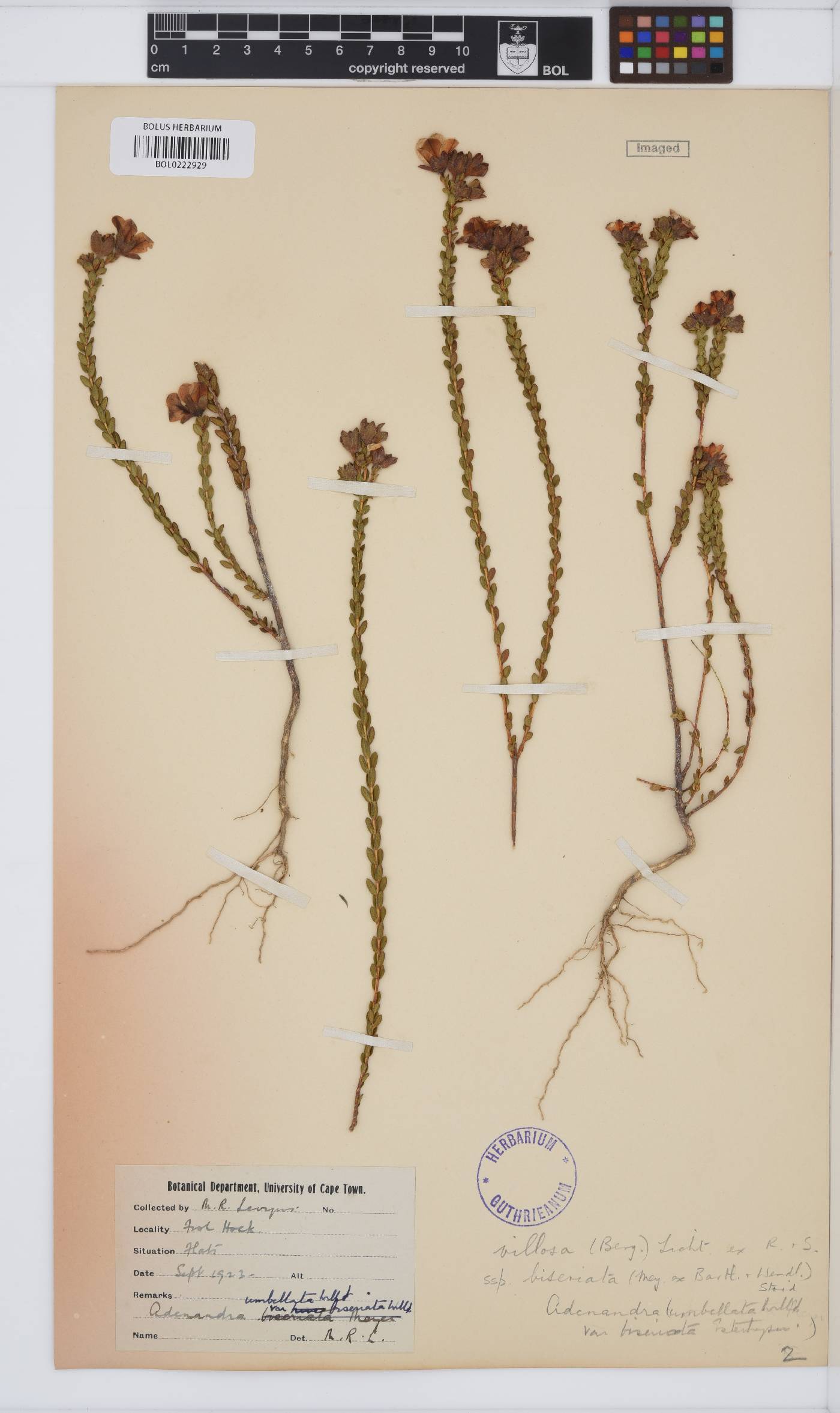 Adenandra villosa subsp. biseriata image