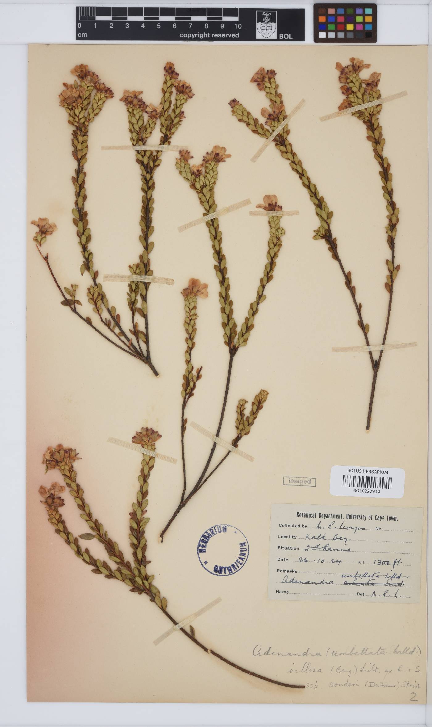 Adenandra villosa subsp. sonderi image