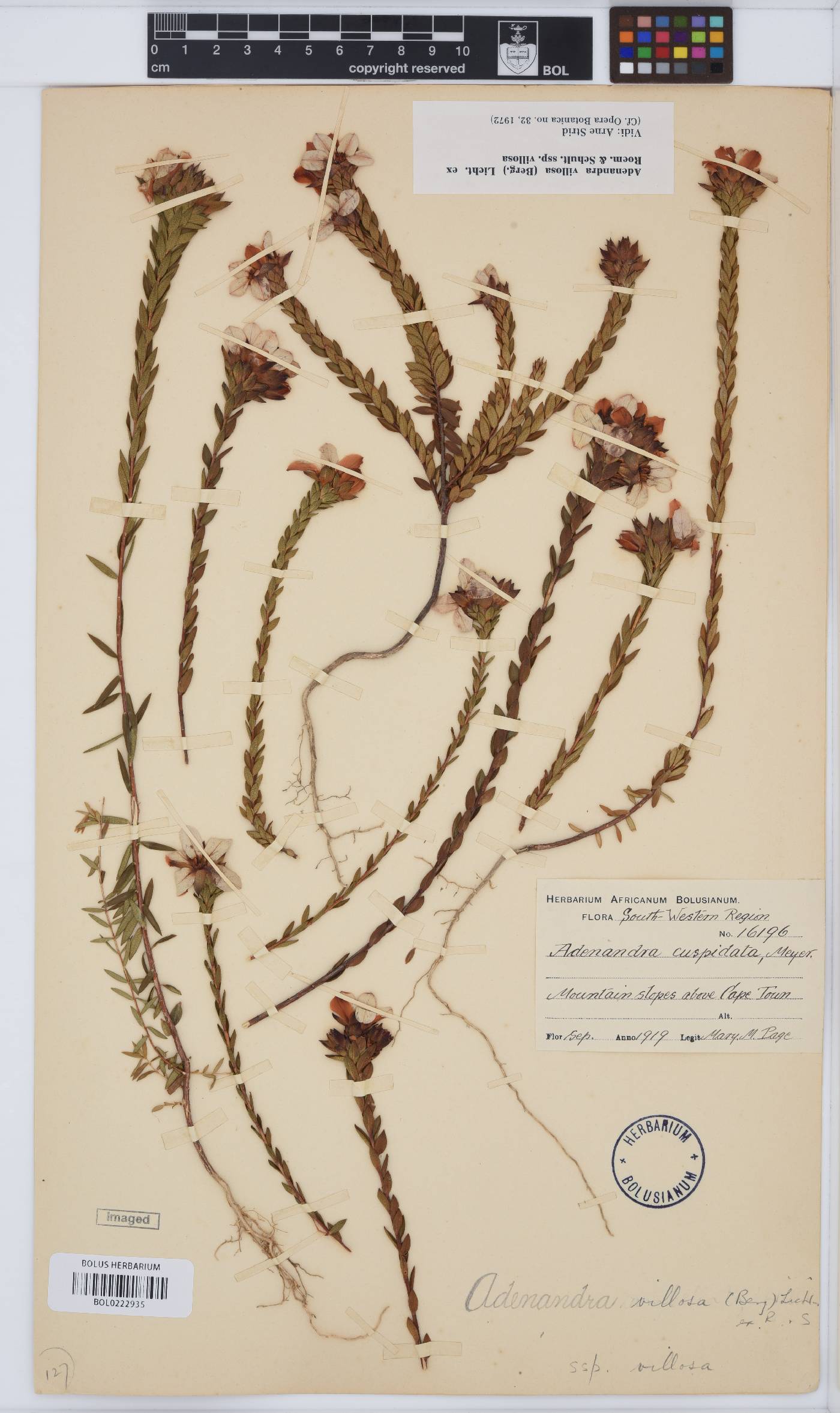 Adenandra villosa subsp. villosa image