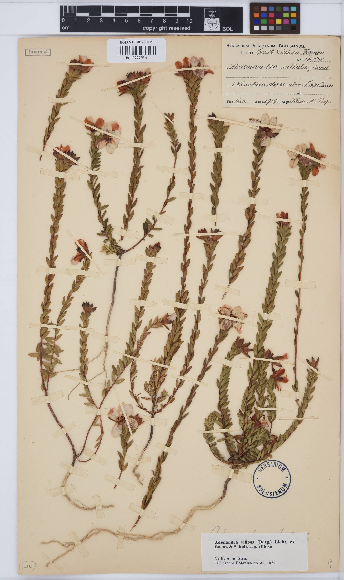 Adenandra villosa subsp. villosa image