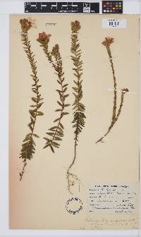 Adenandra villosa subsp. villosa image