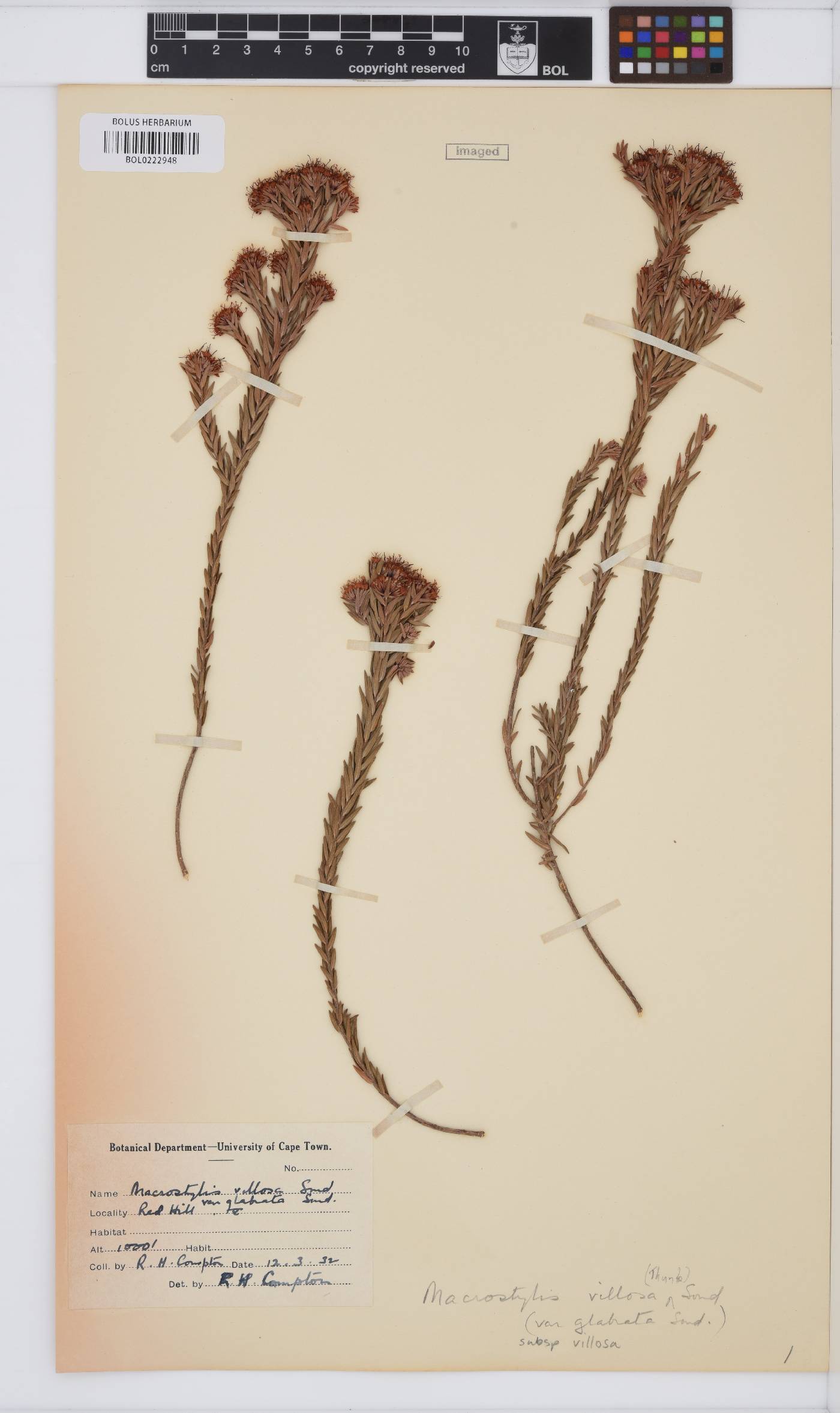 Macrostylis villosa subsp. villosa image